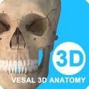 维萨里3D解剖app
